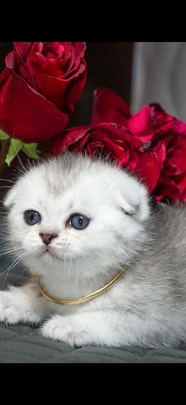 Скотиш Фолд (Шотландская вислоухая), 1 месяц, Мальчик, Серебристая шиншилла, Приучена к лотку at lalafo.kg Скотиш Фолд (Шотландская вислоухая), 1 месяц, Мальчик, Серебристая шиншилла, Приучена к лотку