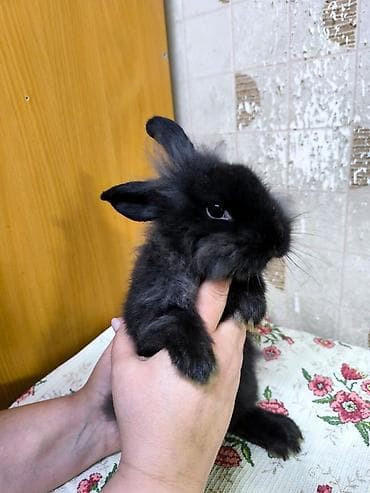 Декоративные пушистый кролики. Особенности: - компактный размер at lalafo.kg — 1 Декоративные пушистый кролики. Особенности: - компактный размер — 1