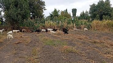 Продаю | Коза (самка), Козёл (самец), Козлёнок | Полукровка, Зааненская | На забой, Для разведения, Для молока | Племенные, Осеменитель at lalafo.kg Продаю | Коза (самка), Козёл (самец), Козлёнок | Полукровка, Зааненская | На забой, Для разведения, Для молока | Племенные, Осеменитель