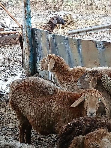 Продаю | Овца (самка) | Арашан, Романовская | Для разведения | Матка at lalafo.kg Продаю | Овца (самка) | Арашан, Романовская | Для разведения | Матка