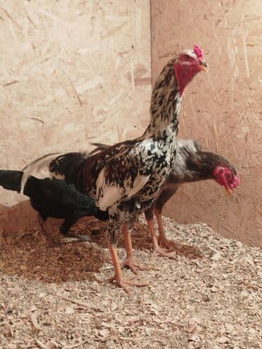 Электровелосипед, Б/у at lalafo.kg Электровелосипед, Б/у