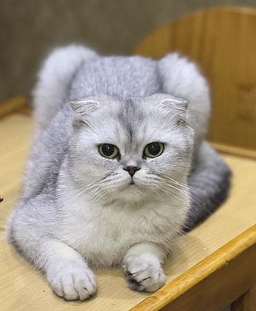 Скотиш Фолд (Шотландская вислоухая), 1 месяц, Девочка at lalafo.kg — 4 Скотиш Фолд (Шотландская вислоухая), 1 месяц, Девочка — 4