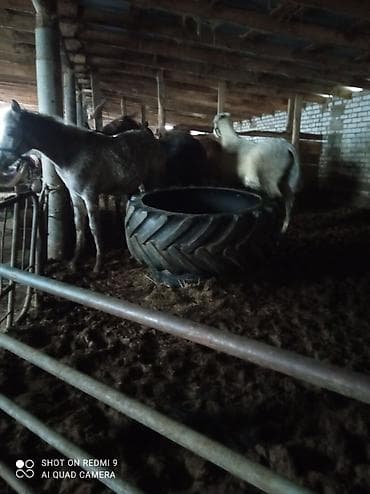 Продаю | Конь (самец) | Кара Жорго | Для разведения | Мерин at lalafo.kg — 6 Продаю | Конь (самец) | Кара Жорго | Для разведения | Мерин — 6