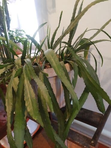 Продаю эпифилиум. Для дома или офиса. Цена1000сом at lalafo.kg Продаю эпифилиум. Для дома или офиса. Цена1000сом