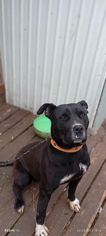 Lotus: Питбуль, 7 месяцев, Самка, С прививкой at lalafo.kg — 5 Lotus: Питбуль, 7 месяцев, Самка, С прививкой — 5