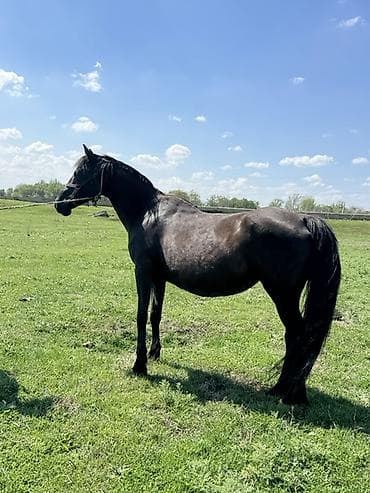 Продаю | Кобыла (самка) | Полукровка, Дончак, Кара Жорго | Для разведения, Для молока | Племенные at lalafo.kg Продаю | Кобыла (самка) | Полукровка, Дончак, Кара Жорго | Для разведения, Для молока | Племенные