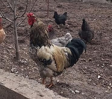 Продаю | Петух | Для разведения at lalafo.kg Продаю | Петух | Для разведения