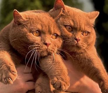 ✨ британцы ДОРОГО✨ наши малыши — настоящие бриллианты с мягкой шубкой at lalafo.kg ✨ британцы ДОРОГО✨ наши малыши — настоящие бриллианты с мягкой шубкой