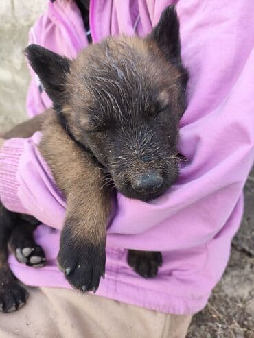 Бельгийская овчарка, 2 месяца, Самка, С родословной at lalafo.kg Бельгийская овчарка, 2 месяца, Самка, С родословной