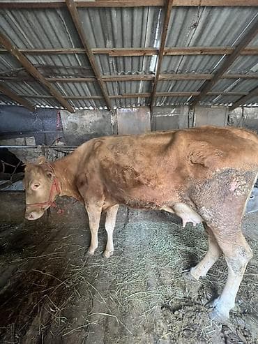 Продаю | Корова (самка) | Для молока | Привязанные at lalafo.kg Продаю | Корова (самка) | Для молока | Привязанные