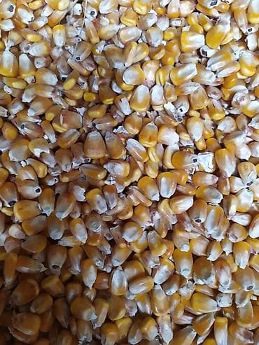 Бишкек Кемин пионер квс Жүгөрү капталган, эндей кургак кукуруза в at lalafo.kg Бишкек Кемин пионер квс Жүгөрү капталган, эндей кургак кукуруза в