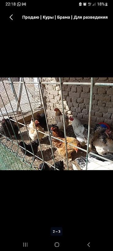 Продаю | Куры | Брама | Для разведения at lalafo.kg Продаю | Куры | Брама | Для разведения