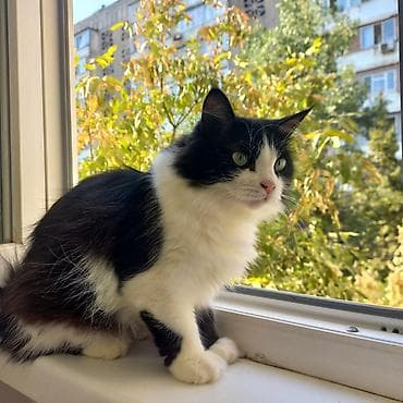 10 месяцев, Девочка, Кастрирована, Приучена к лотку at lalafo.kg 10 месяцев, Девочка, Кастрирована, Приучена к лотку