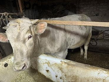 Продаю | Бык (самец) | Для разведения | Привязанные at lalafo.kg Продаю | Бык (самец) | Для разведения | Привязанные