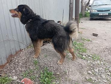 Собака даром: Дворняжка, 5 месяцев, Самец at lalafo.kg Собака даром: Дворняжка, 5 месяцев, Самец