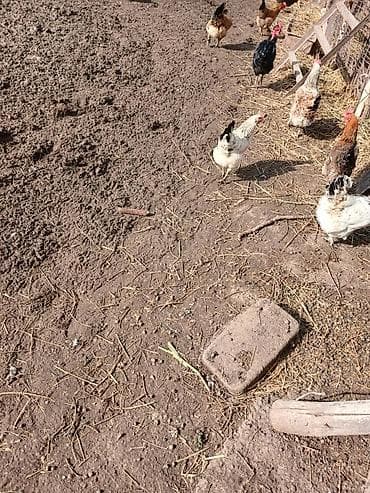 Продаю | Куры | Домашняя | Для разведения at lalafo.kg Продаю | Куры | Домашняя | Для разведения