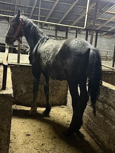 Продаю | Кобыла (самка) | Рабочий | Племенные at lalafo.kg Продаю | Кобыла (самка) | Рабочий | Племенные