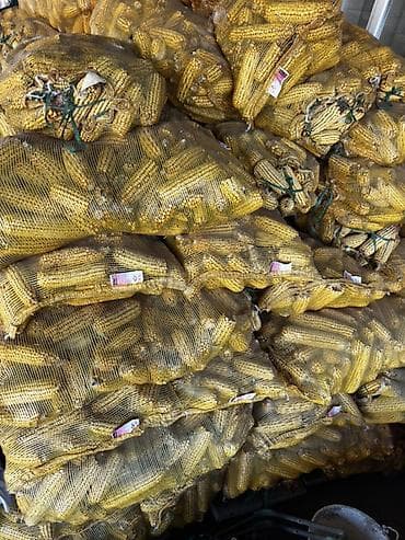 Кукуруза Оптом at lalafo.kg Кукуруза Оптом