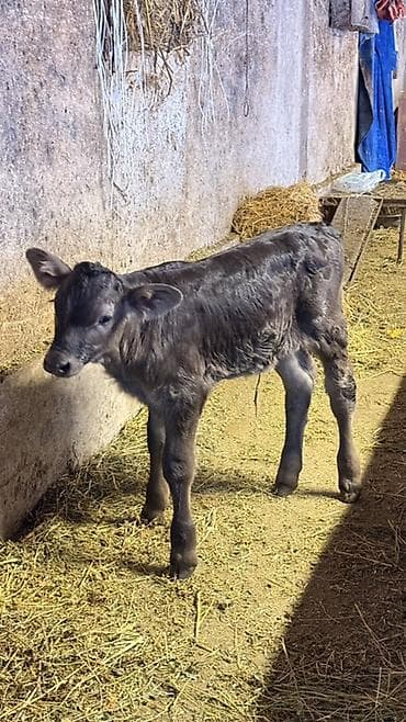 Продаю | Тёлка | На откорм | Искусственник at lalafo.kg Продаю | Тёлка | На откорм | Искусственник