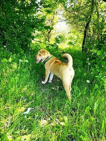 Ищу шарпей Окрас: светло-рыжий (палевый) Пол: сучка по кличке at lalafo.kg Ищу шарпей Окрас: светло-рыжий (палевый) Пол: сучка по кличке