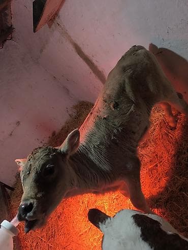 Продаю | Бык (самец) | Швицкая | Для разведения | Искусственник at lalafo.kg Продаю | Бык (самец) | Швицкая | Для разведения | Искусственник