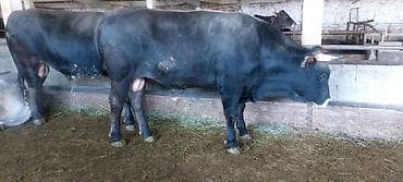 Продаю | Бык (самец) at lalafo.kg Продаю | Бык (самец)