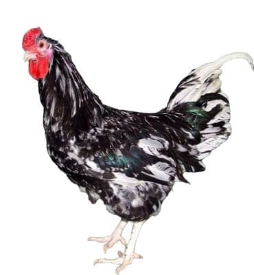 Продаю | Петух | Для разведения at lalafo.kg Продаю | Петух | Для разведения