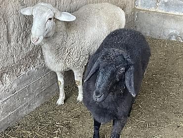 Продаю | Овца (самка) | Романовская | Для разведения at lalafo.kg — 3 Продаю | Овца (самка) | Романовская | Для разведения — 3