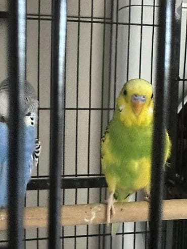 Попугай 🦜 2 штук и 2 клетка at lalafo.kg Попугай 🦜 2 штук и 2 клетка