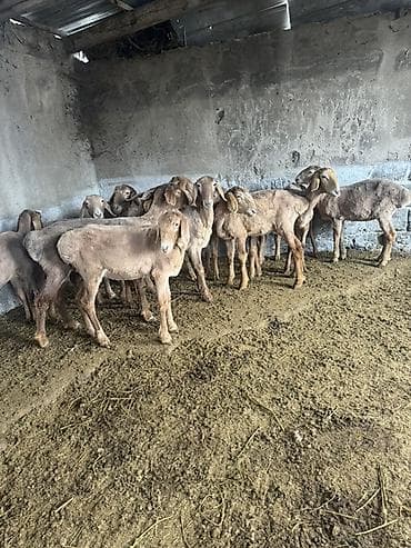 Продаю | Ягненок | Полукровка | Для разведения | Ярка at lalafo.kg Продаю | Ягненок | Полукровка | Для разведения | Ярка