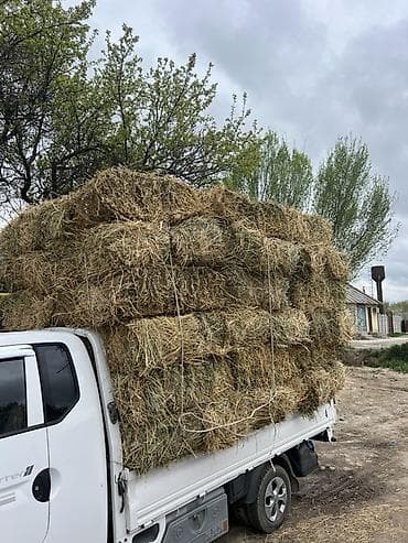 Сено в тюках Цена 360 первый кос доставка договорная - Н - Подходит at lalafo.kg Сено в тюках Цена 360 первый кос доставка договорная - Н - Подходит