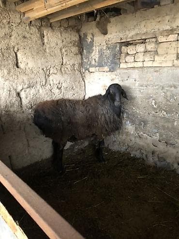 Продаю | Овца (самка) | Для разведения | Племенные at lalafo.kg Продаю | Овца (самка) | Для разведения | Племенные
