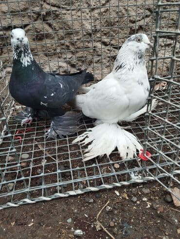 Пара голубей продаю at lalafo.kg Пара голубей продаю