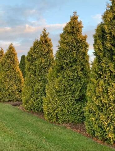 Туя 110-120см цена 2000 с от 10 шт и выше по городу доставка at lalafo.kg Туя 110-120см цена 2000 с от 10 шт и выше по городу доставка