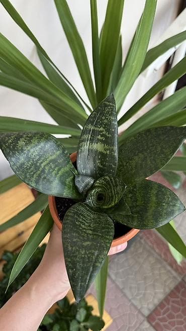 Сансевиерия (Sansevieria) компактная розетка в горшке. - Вариетет с at lalafo.kg Сансевиерия (Sansevieria) компактная розетка в горшке. - Вариетет с