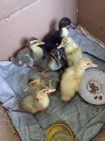 Продам недельных утят 7 штук по 250 сом at lalafo.kg Продам недельных утят 7 штук по 250 сом