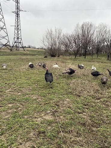 Индюки и индюшки at lalafo.kg Индюки и индюшки