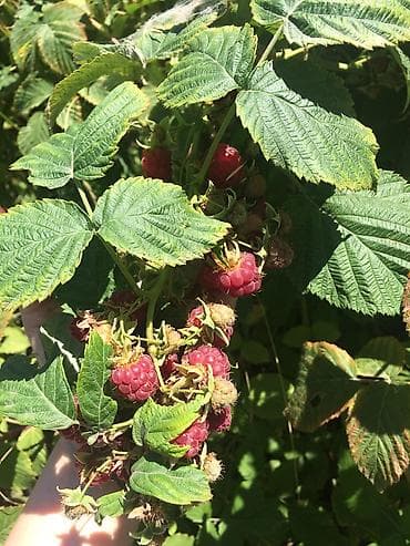 Продаю корни малины, корни клубники. По всем вопросам звонить на at lalafo.kg Продаю корни малины, корни клубники. По всем вопросам звонить на