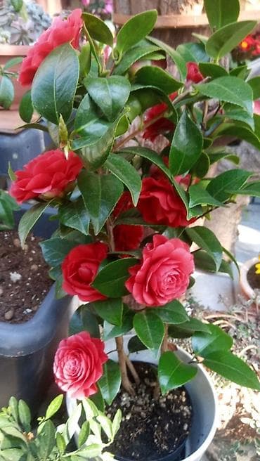 Камелия японская (Camellia japonica), куст в горшке - Эффектные at lalafo.kg Камелия японская (Camellia japonica), куст в горшке - Эффектные