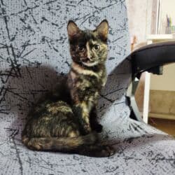 2 месяца, Девочка, Приучена к лотку at lalafo.kg 2 месяца, Девочка, Приучена к лотку