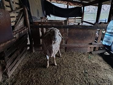 Продаю | Баран (самец) | Арашан | Для разведения at lalafo.kg Продаю | Баран (самец) | Арашан | Для разведения