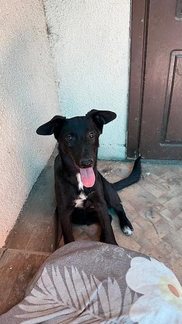 Proton: Собака даром: 8 месяцев, Самец at lalafo.kg — 5 Proton: Собака даром: 8 месяцев, Самец — 5