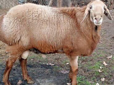 Продаю | Баран (самец) | Гиссарская at lalafo.kg Продаю | Баран (самец) | Гиссарская