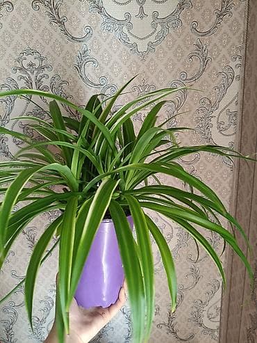 Хлорофитум хохлатый. Домашнее неприхотливое растение at lalafo.kg Хлорофитум хохлатый. Домашнее неприхотливое растение