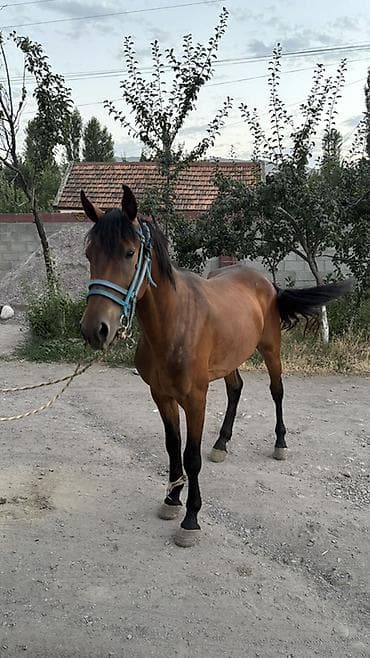 Продаю | Жеребец | Конный спорт at lalafo.kg Продаю | Жеребец | Конный спорт