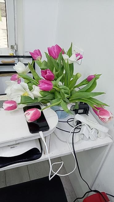 Букет тюльпанов микс - Состав: тюльпаны розово‑малиновых и белых at lalafo.kg Букет тюльпанов микс - Состав: тюльпаны розово‑малиновых и белых