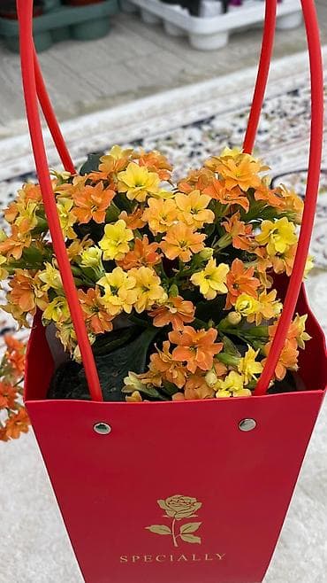 Монстерлер: Горшечные каланхоэ в подарочных пакетах - Цветение: обильные соцветия lalafo.kg да — 9 Монстерлер: Горшечные каланхоэ в подарочных пакетах - Цветение: обильные соцветия — 9