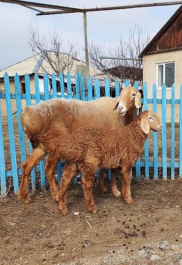 Продаю | Овца (самка), Ягненок, Баран (самец) | Арашан at lalafo.kg Продаю | Овца (самка), Ягненок, Баран (самец) | Арашан