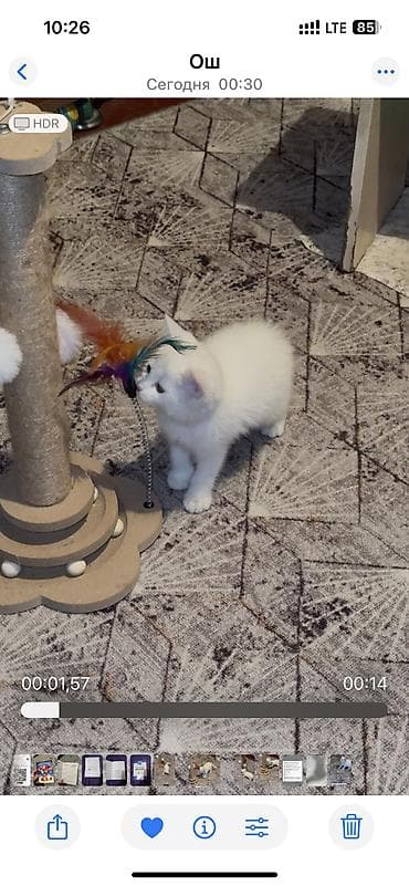 Proton: Скотиш Страйт (Шотландиялык тик кулактуу), 1 айлык, Ургаачы, Ак, Лотокко барууга үйрөтүлгөн, Курттардан тазаланган lalafo.kg да — 2 Proton: Скотиш Страйт (Шотландиялык тик кулактуу), 1 айлык, Ургаачы, Ак, Лотокко барууга үйрөтүлгөн, Курттардан тазаланган — 2