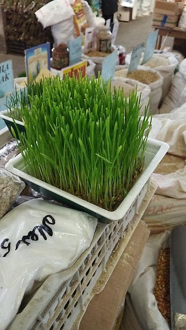 Көк чөптөр жана микро жашылчалар: Сумолоко онгон буудай сатылат lalafo.kg да — 2 Көк чөптөр жана микро жашылчалар: Сумолоко онгон буудай сатылат — 2